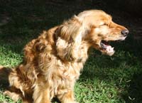 הקיץ כאן – גם קדחת הבהרות