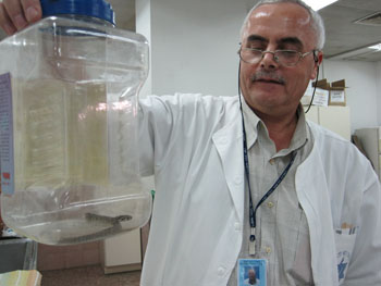 נחש בגן הילדים