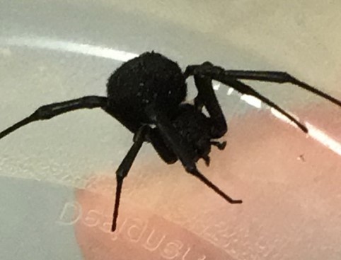 בת 11 חודשים נעקצה על  ידי עכביש מסוג "אלמנה שחורה"