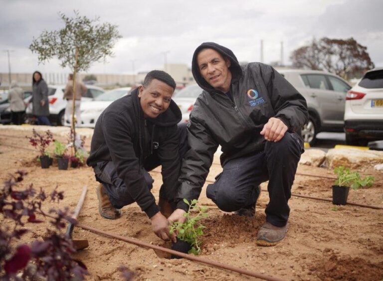 عيد الشجرة أو طو بشفاط في هيلل يافه