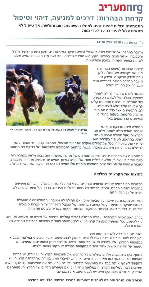 קדחת הבהרות: דרכים למניעה, זיהוי וטיפול