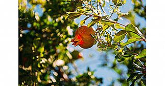 סובלים מנזלת וסינוסיטיס כרוניים? אולי רימון יכול לעזור